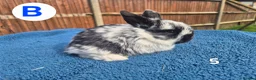 Mini Lop rabbits for sale: 3 x litters of gorgeous mini lop babies - Advert 19