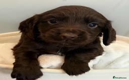 Cocker Spaniel dogs for sale: Cocker spaniel pups KC REG & COUNCIL LICENSED  - Image 3