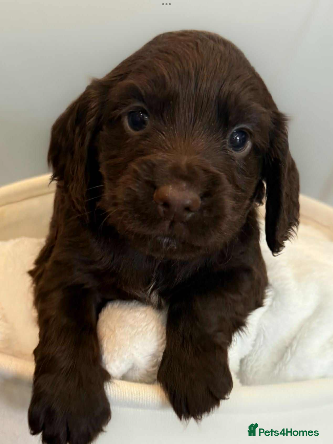 Cocker Spaniel dogs for sale: Cocker spaniel pups KC REG & COUNCIL LICENSED  - Image 3
