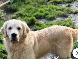 Golden Retriever dogs ⭐️KC reg health tested ⭐️ - Advert 2
