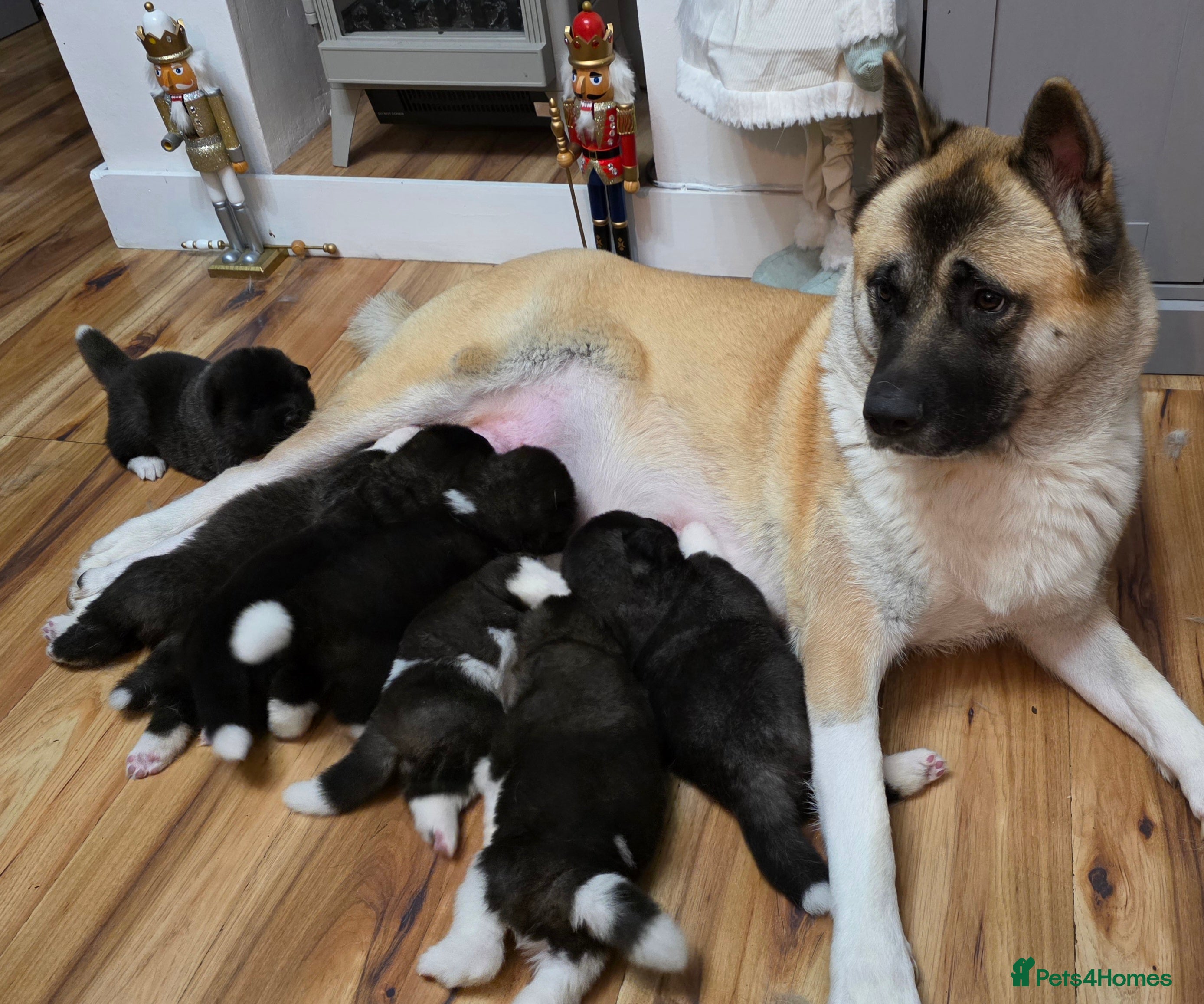 Akita dogs American akita puppies  - Advert 1