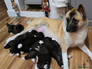 Akita dogs American akita puppies - Advert 15