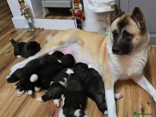 Akita dogs American akita puppies - Advert 2