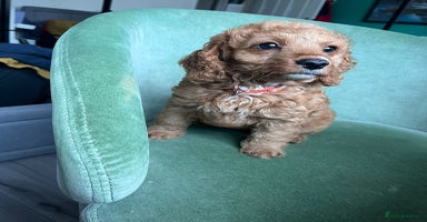 Cockapoo dogs - Advert 7