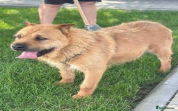 Mixed Breed dogs for adoption: 🐾 Izzy – the snuggle bear with a golden heart 🐾 - Image 2