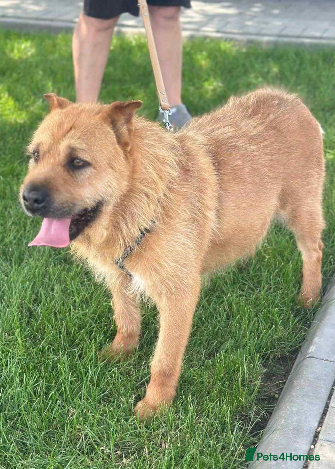 Mixed Breed dogs for adoption: 🐾 Izzy – the snuggle bear with a golden heart 🐾 - Image 2
