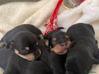 Jackapoo dogs Quality Jack Russel Puppies for sale 💌 - Advert 4