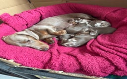 Dachshund dogs for sale: Isabelle and tan dachshund pups  - Image 4