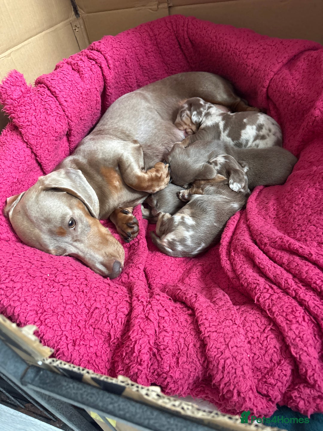 Dachshund dogs for sale: Isabelle and tan dachshund pups  - Image 4
