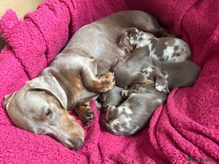 Dachshund dogs - Advert 21