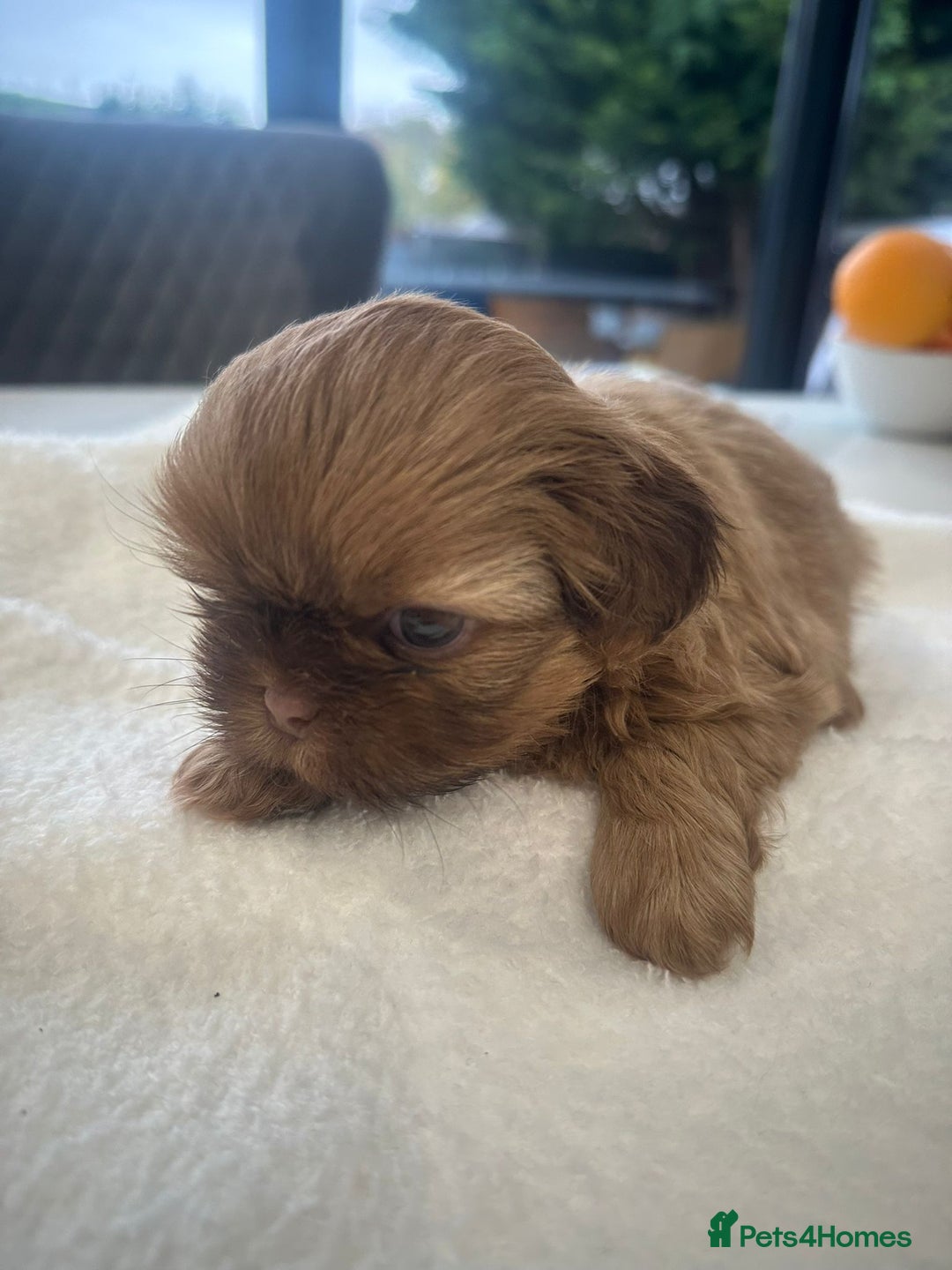 Shih Tzu dogs for sale: 🐶Imperial ShihTzu Puppies–Exceptional Bloodline🐶 - Image 13