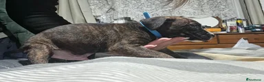 Staffordshire Bull Terrier 3