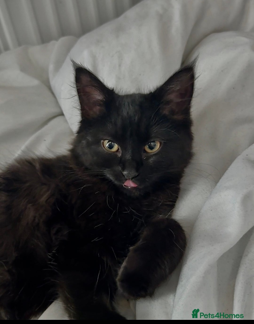 British Longhair cats for sale: Milly  - Advert 7