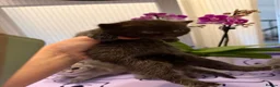British Shorthair cats for sale: BSH chinchila 💝💝🌟🌟🌟🌟🌟🥇🥇🥇🥇 - Advert 5
