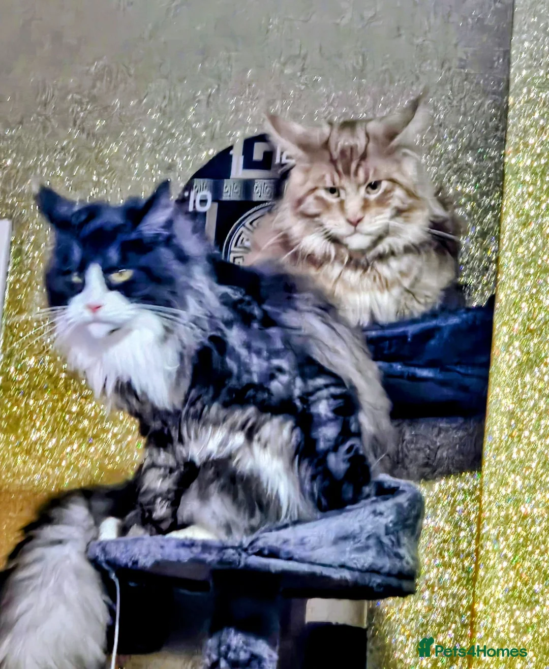 Maine Coon cats for sale: Maine Coon BOY with stunning markings - Advert 1