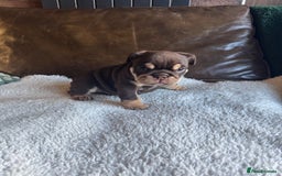 English Bulldog dogs for sale: Beautiful English Bulldog Puppies - Image 5