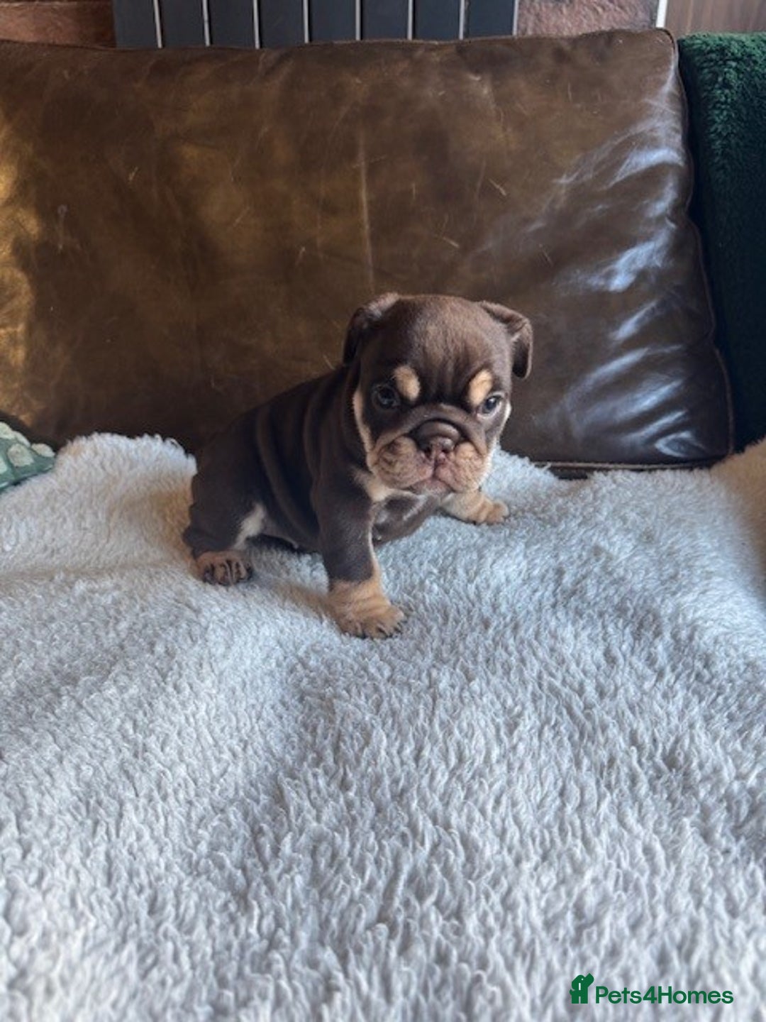 English Bulldog dogs for sale: Beautiful English Bulldog Puppies - Image 5