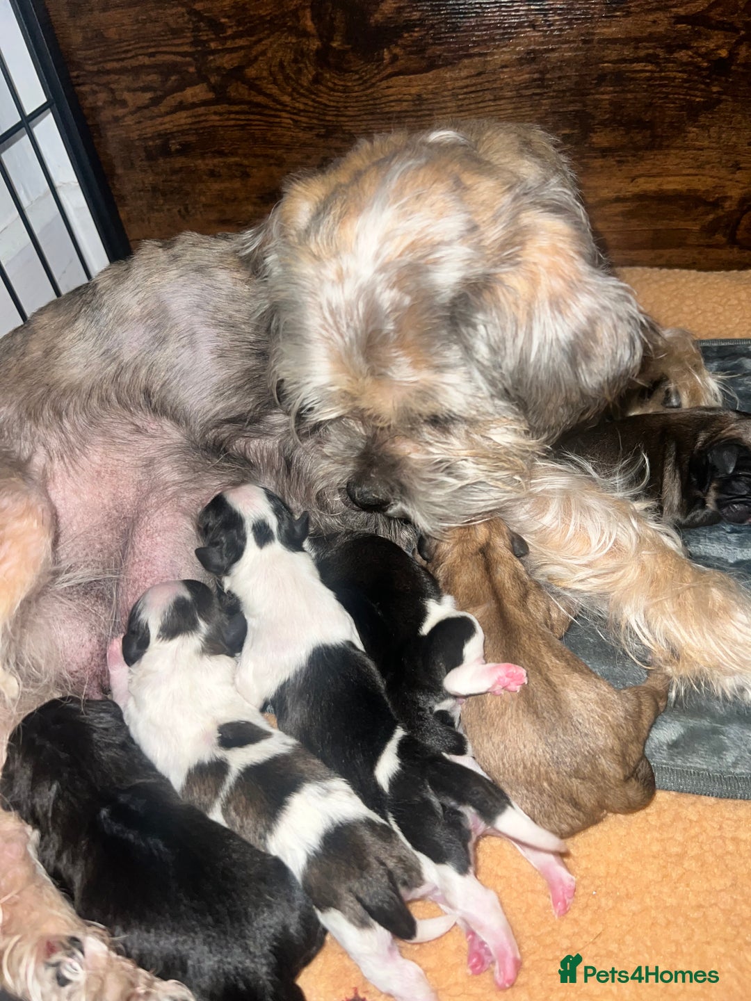 Mixed Breed dogs for sale: Shih tzu x Bichion  - Image 18