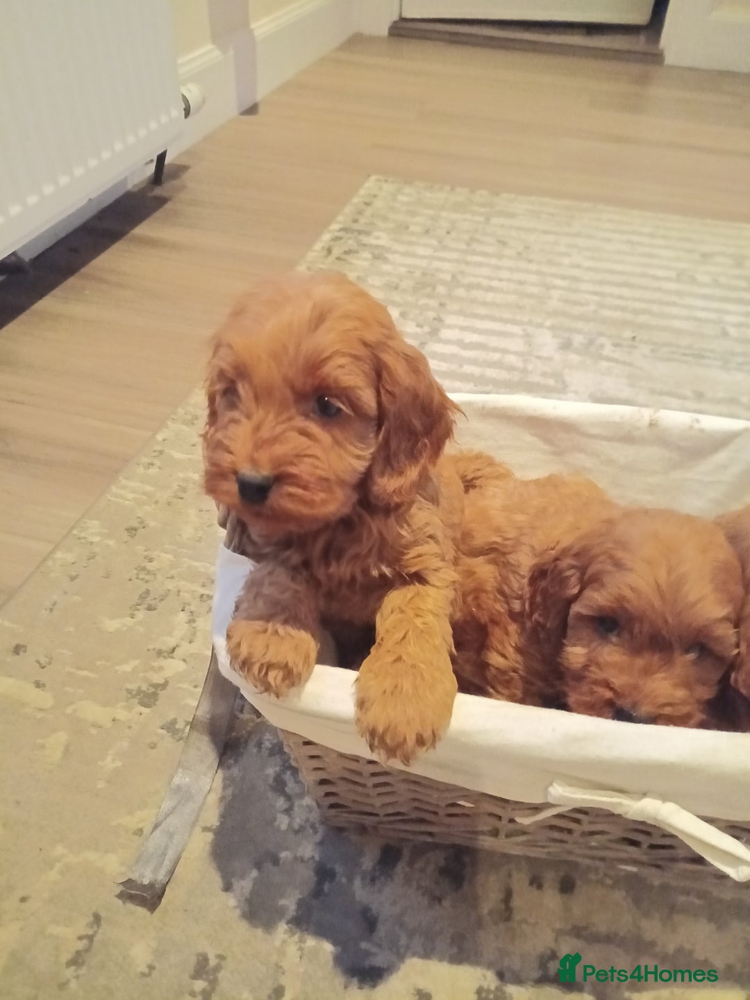 Cockapoo dogs for sale: Cockapoo puppies f1 show) ❤️ fox Red. !!!!!!. - Image 4