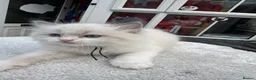 Ragdoll cats for sale: Gccf (champion) ragdoll kittens  - Advert 14