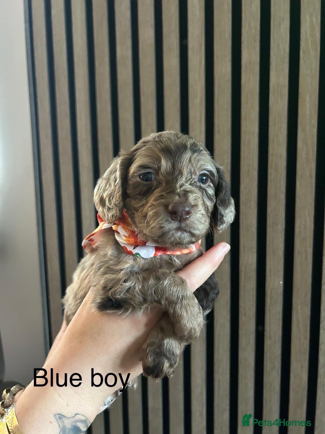 Cocker Spaniel dogs for sale: Cocker spaniel merle puppies - Image 12