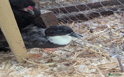 Ducks poultry for sale: Pure call ducks looking for a new pond.  - Image 10
