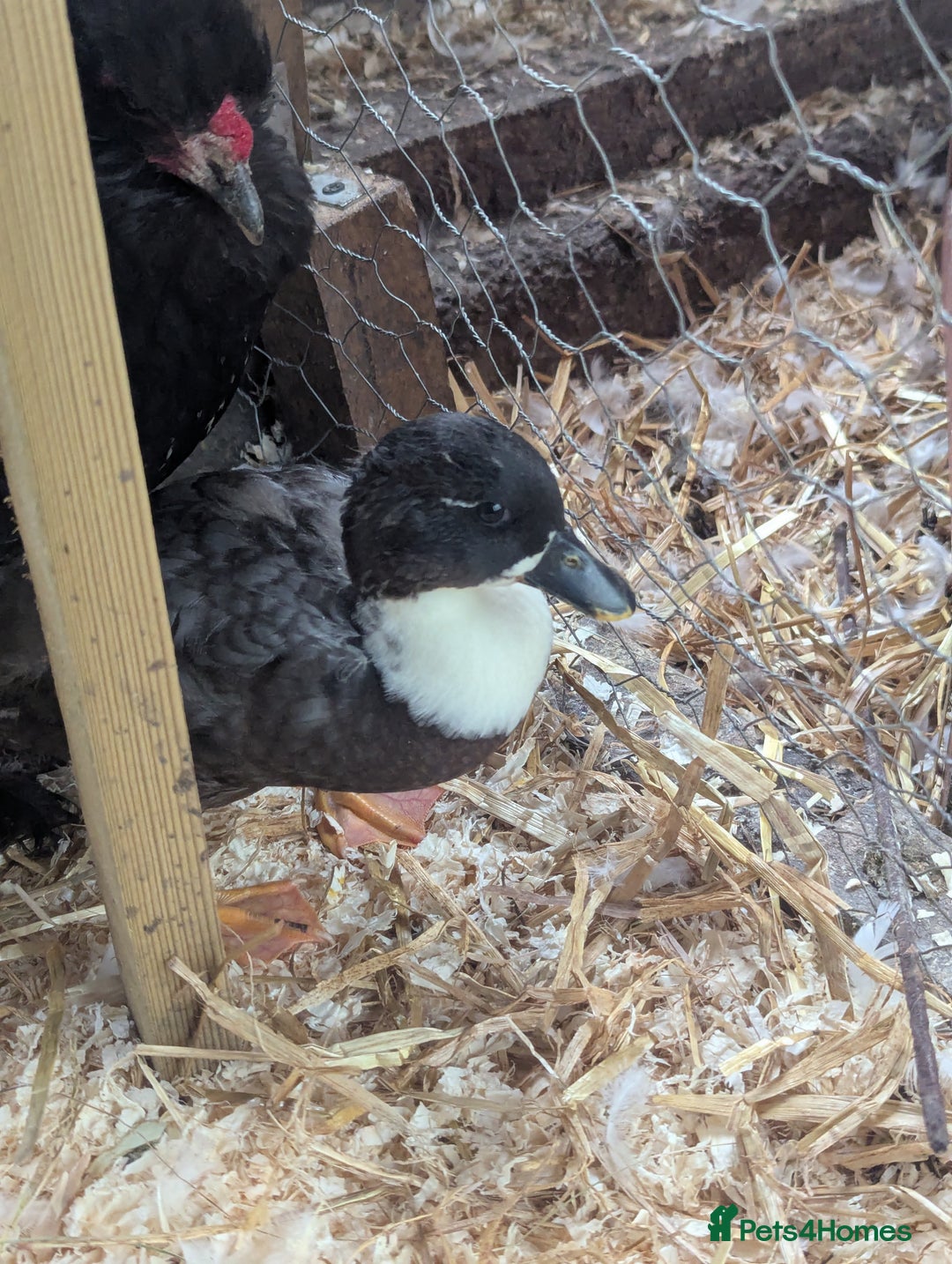 Ducks poultry for sale: Pure call ducks looking for a new pond.  - Image 10
