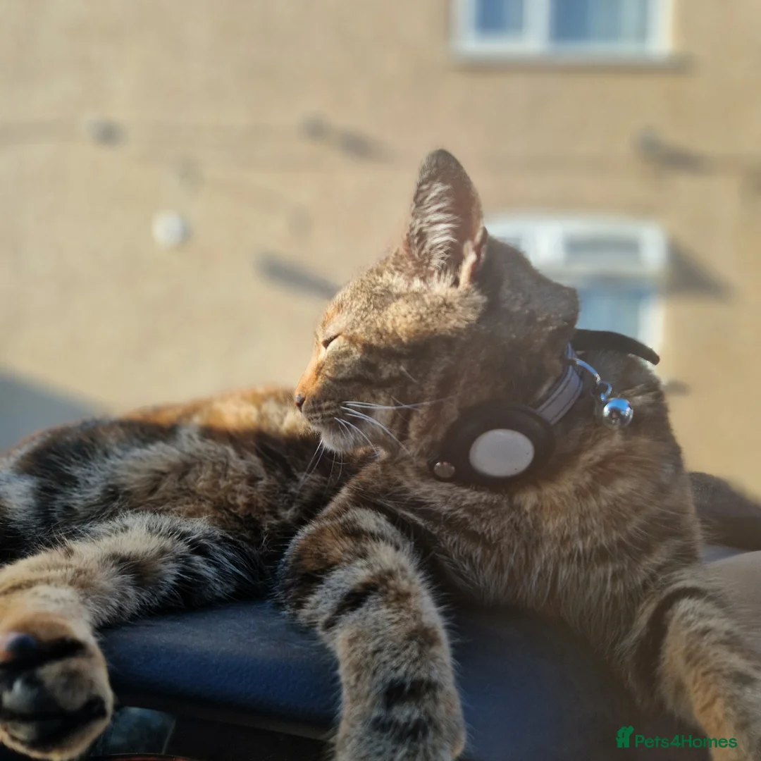 Mixed Breed cats for sale: Loving older cat looking for her forever home - Advert 3