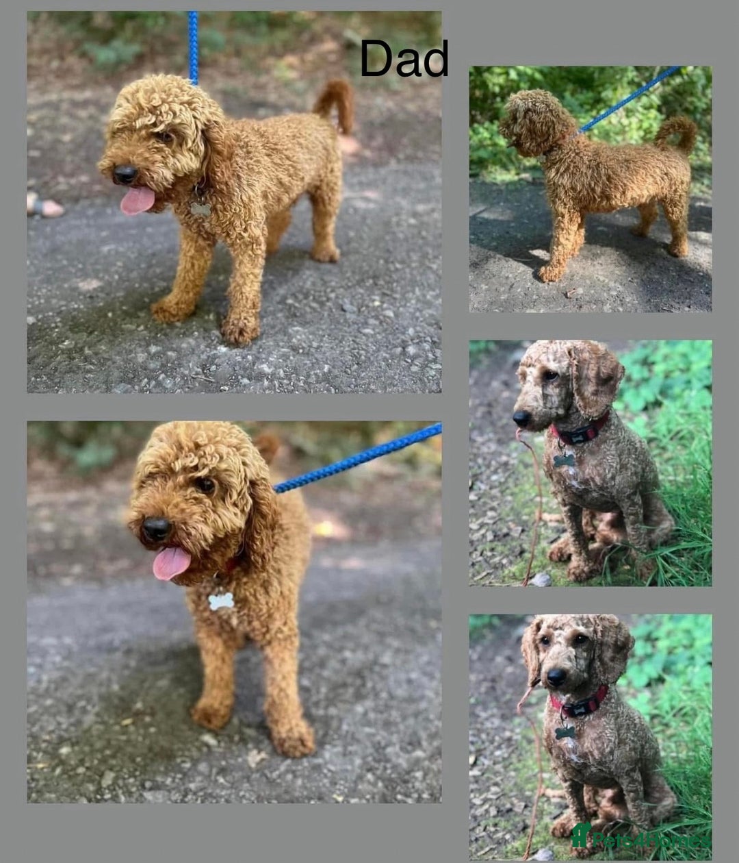 Cockapoo dogs for sale: Cockapoo F1 puppies - Advert 6