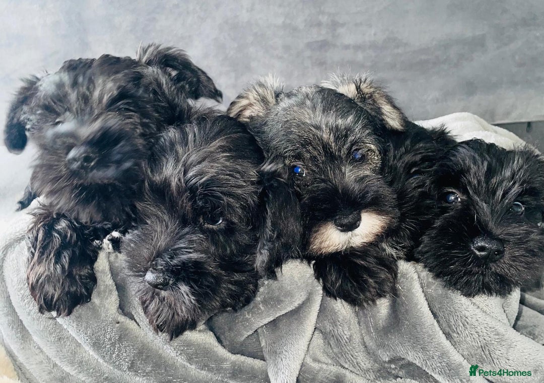 Miniature Schnauzer dogs for sale: KC Pedigree Mini Schnauzer - Image 15