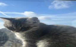 Scottish Fold cats for sale: Playful 1 Year Old Half Scottish Fold × Persian - Image 2
