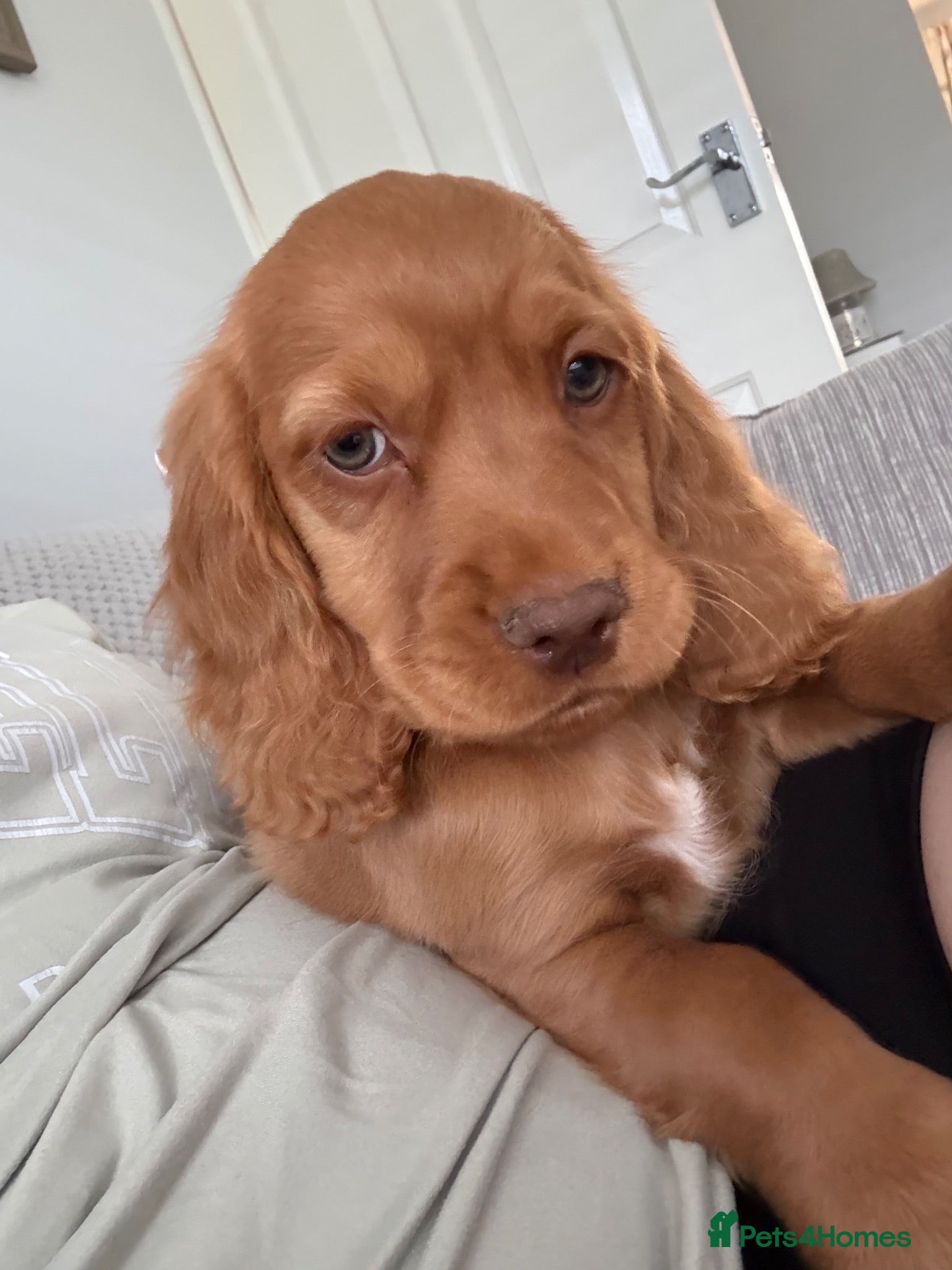 Cocker Spaniel dogs Beautiful cocker spaniels - Advert 1