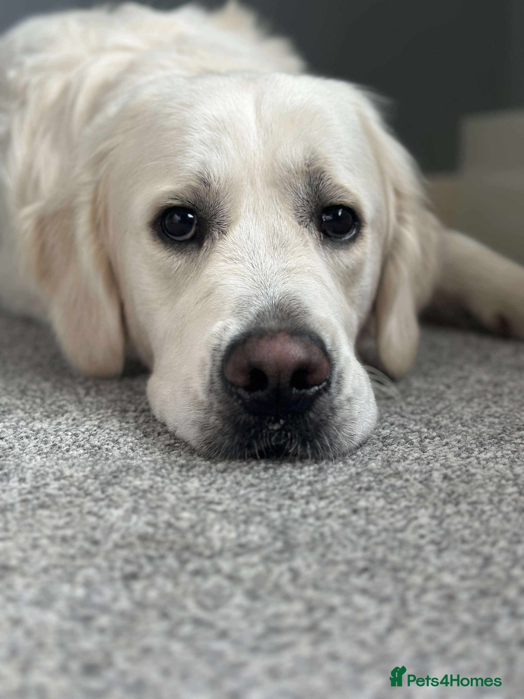 Golden Retriever dogs for stud: KC DNA tested white Boy avialable for Stud - Advert 6