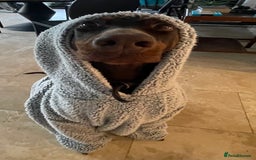 Dobermann dogs for sale: DOBERMAN PUPPIES WITH FANTASTIC PEDIGREE - Image 11