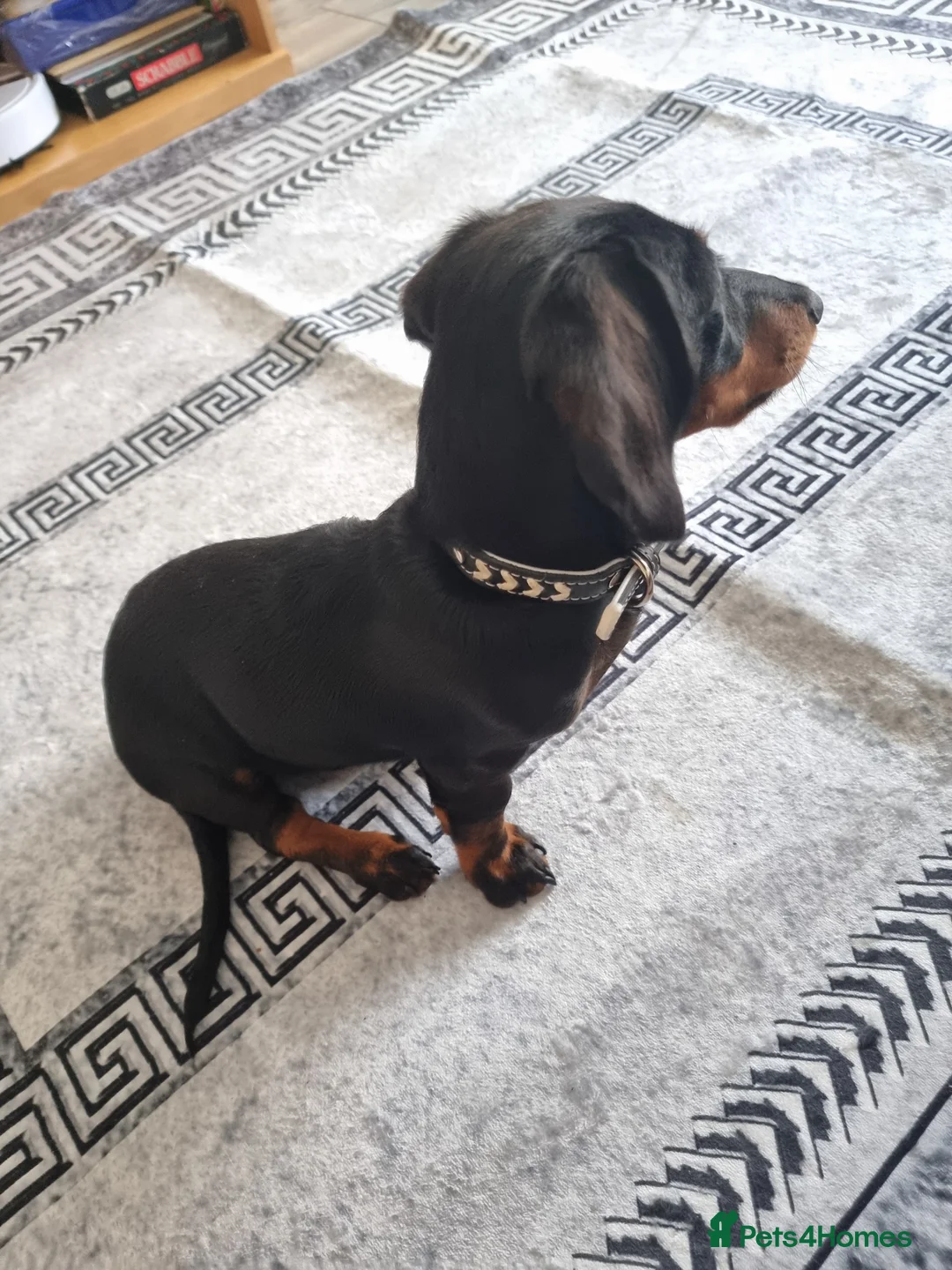 Miniature Dachshund dogs for sale: 9 months old miniature dachshund  - Advert 12