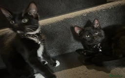 Bengal cats for sale: Ready now !  in Tredegar - Image 14