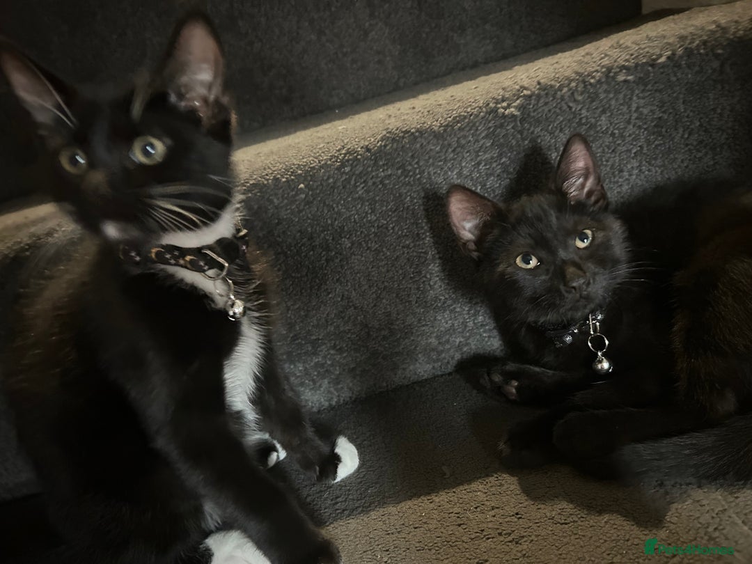 Bengal cats for sale: Ready now !  in Tredegar - Image 14
