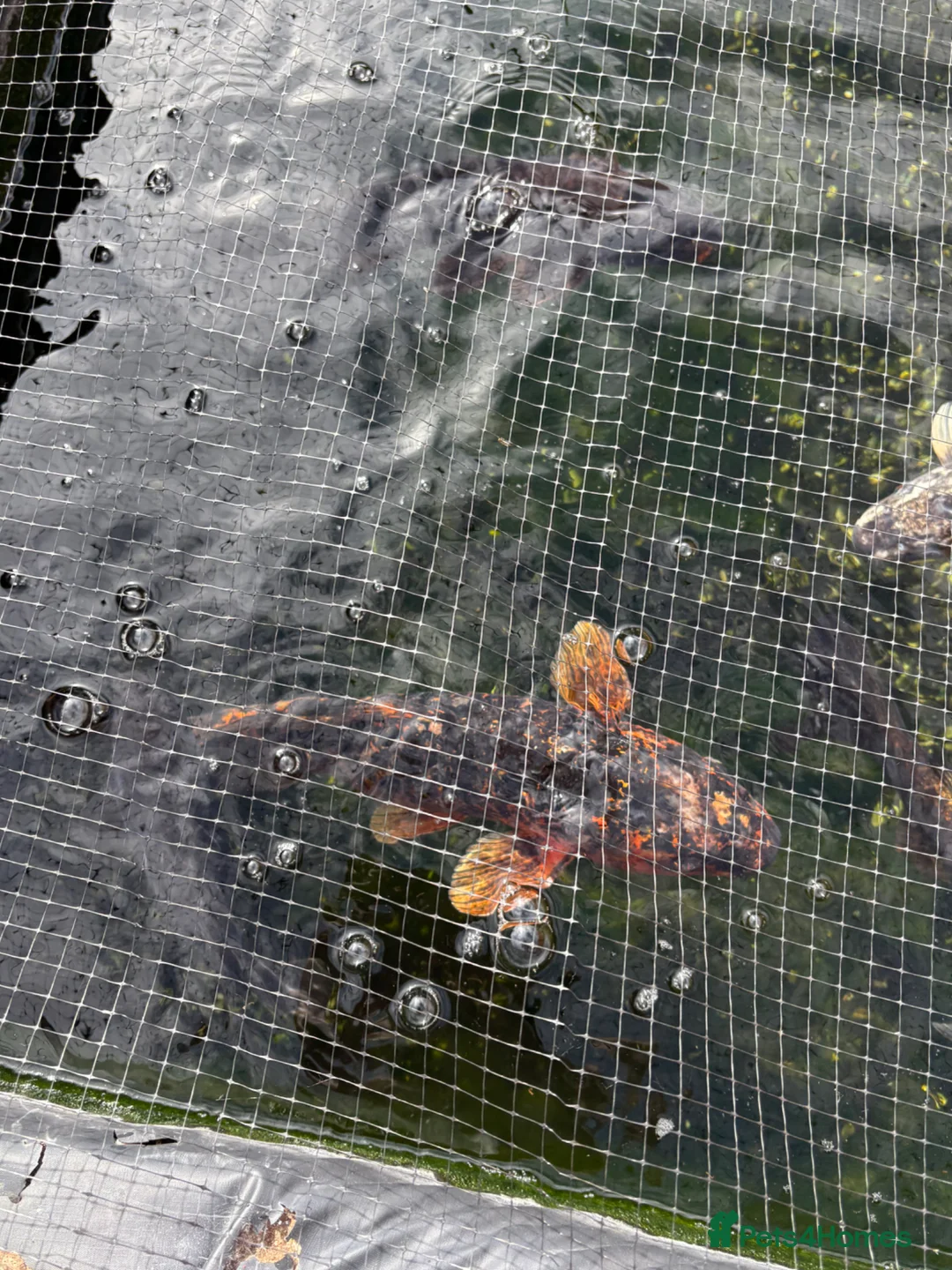 Koi Carp fish for sale: Mixture of 8 Carp Fish in Birmingham - Advert 2