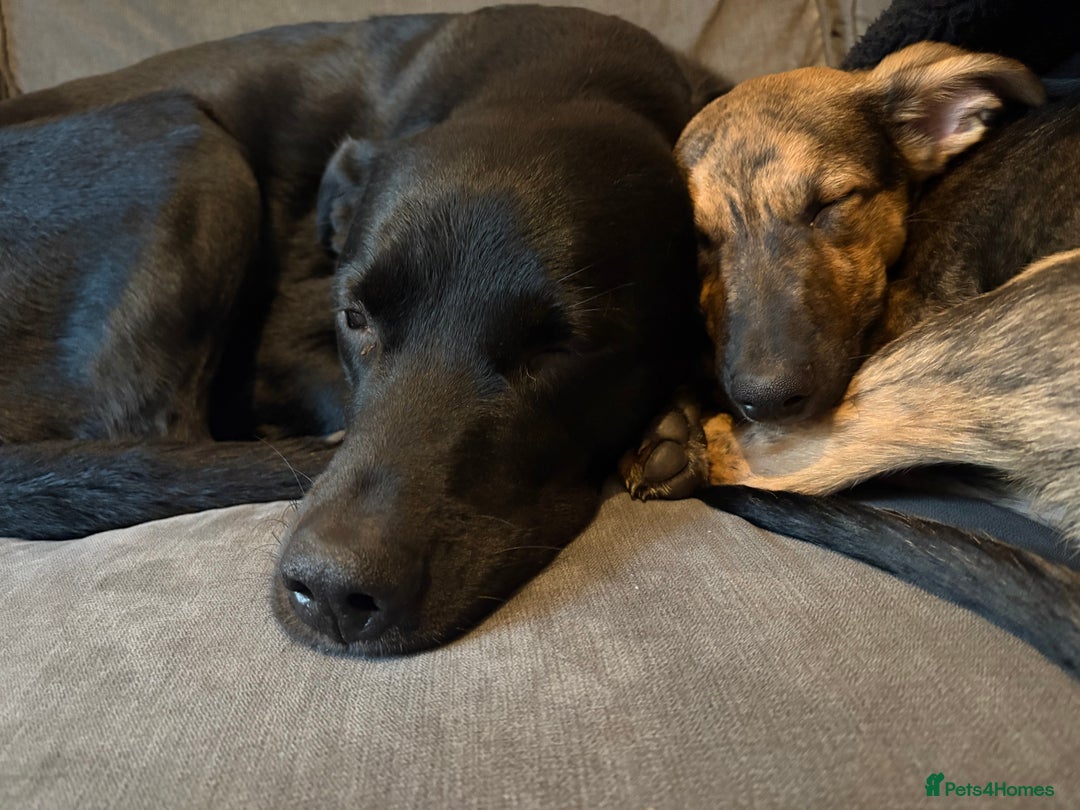 Mixed Breed dogs for sale: Meet Doobie - Advert 3