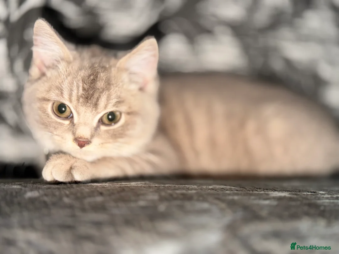 British Shorthair cats for sale: LilacBritish shorthair  - Advert 4