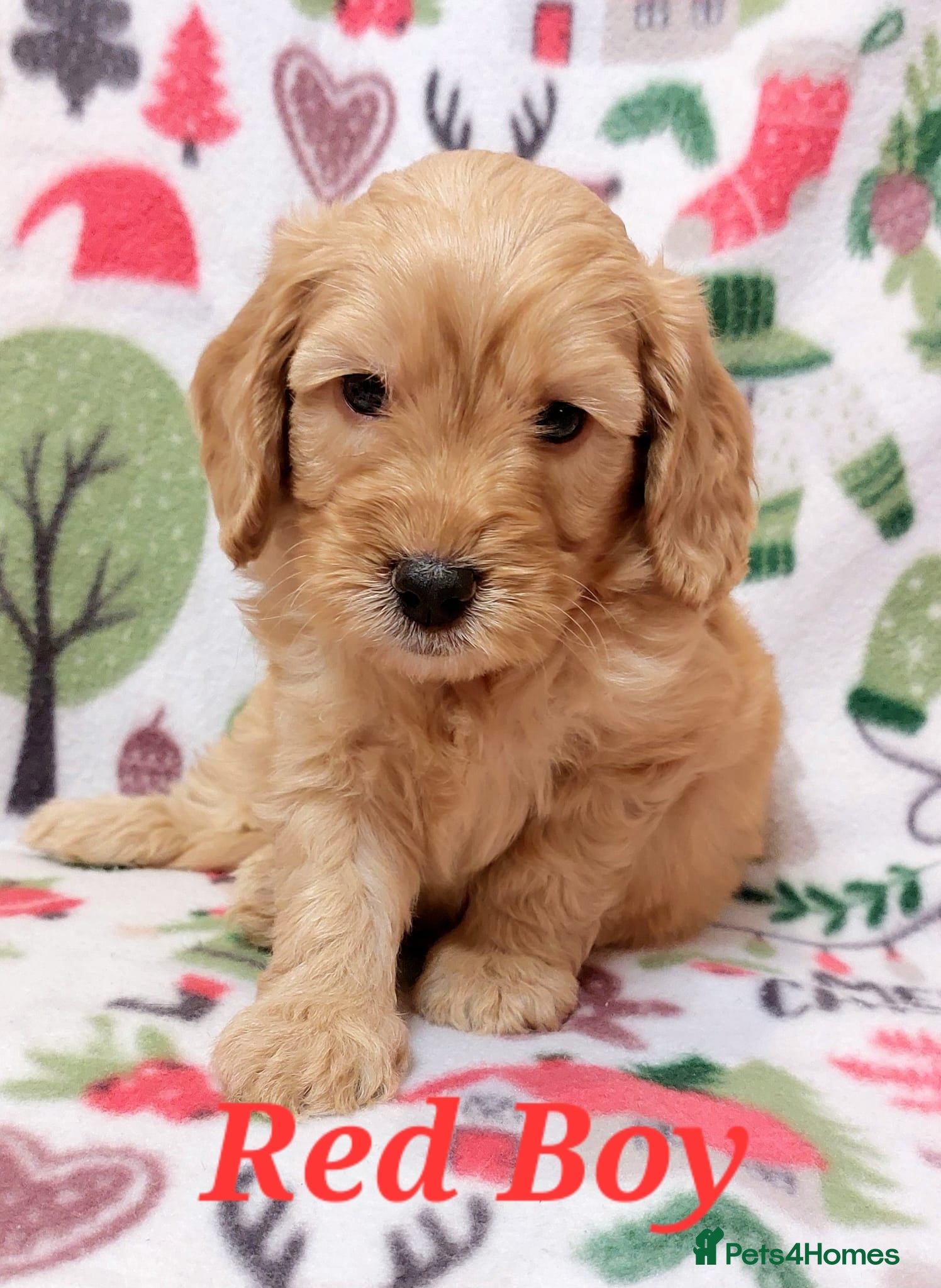 Cockapoo dogs READY NOW! well socialised, trained,F1b cockapoos  - Advert 14