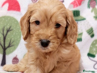 Cockapoo dogs READY NOW! well socialised, trained,F1b cockapoos - Advert 14