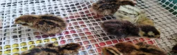 Quail poultry for sale: Coturnix quail chics  - Advert 2