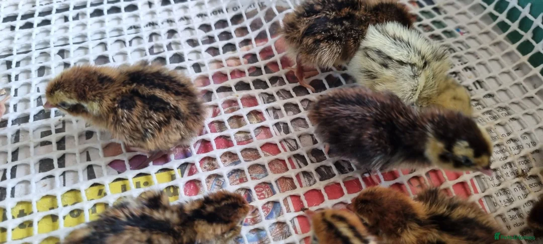 Quail poultry for sale: Coturnix quail chics  - Advert 2