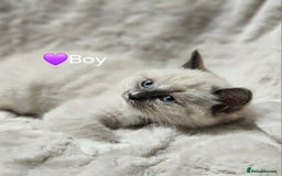 Ragdoll cats for stud: HANDSOME BOY-BLUE MITTED GCCF /TICA  AVALIABLE  - Advert 12