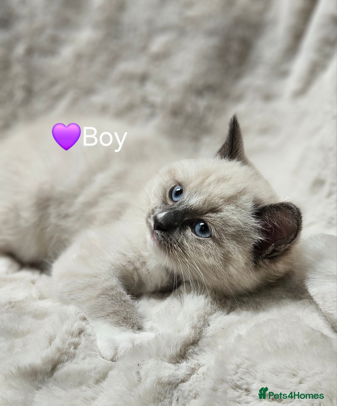 Ragdoll cats for stud: HANDSOME BOY-BLUE MITTED GCCF /TICA  AVALIABLE  - Advert 12