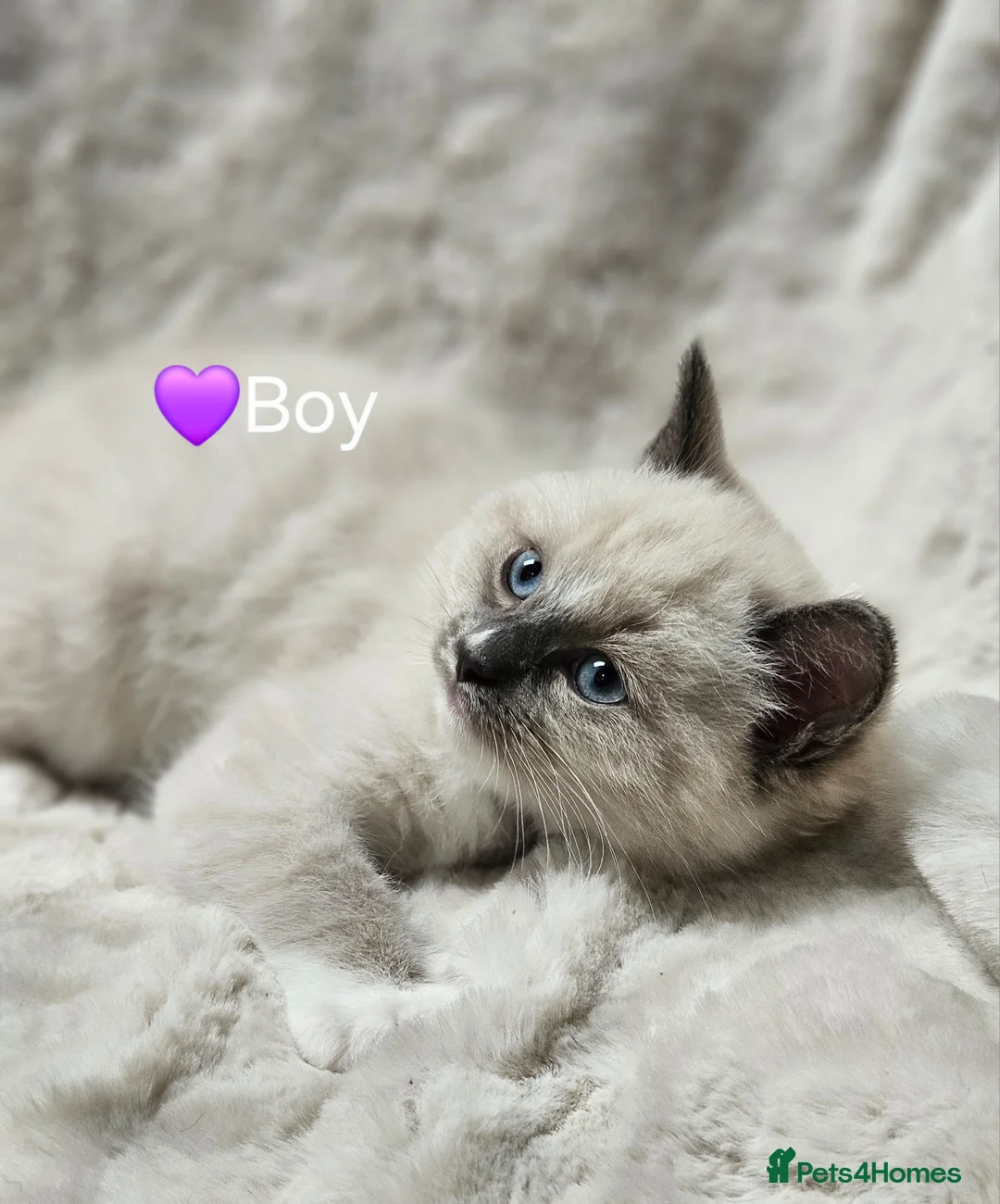 Ragdoll cats for stud: HANDSOME BOY-BLUE MITTED GCCF /TICA  AVALIABLE  - Advert 12