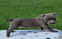 Staffordshire Bull Terrier dogs for sale: Playful Blue Staffordshire Bull Terriers For Sale - Image 5