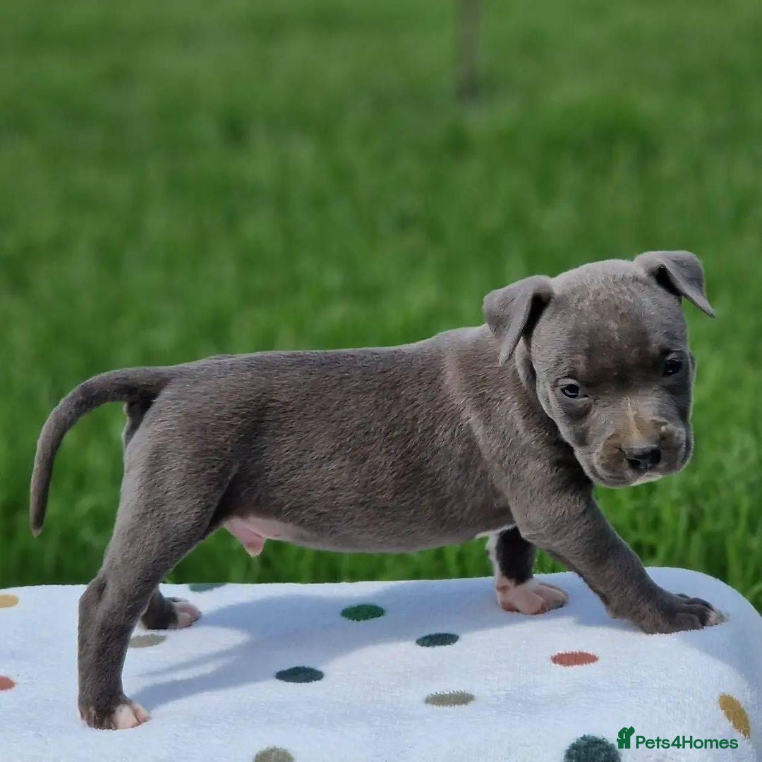 Staffordshire Bull Terrier dogs for sale: Playful Blue Staffordshire Bull Terriers For Sale - Image 5