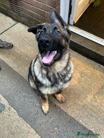 German Shepherd puppies for sale in Bristol | Pets4Homes
